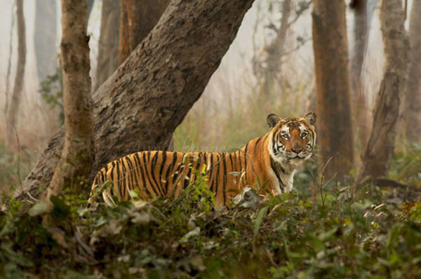 eco tourism in Sundarban