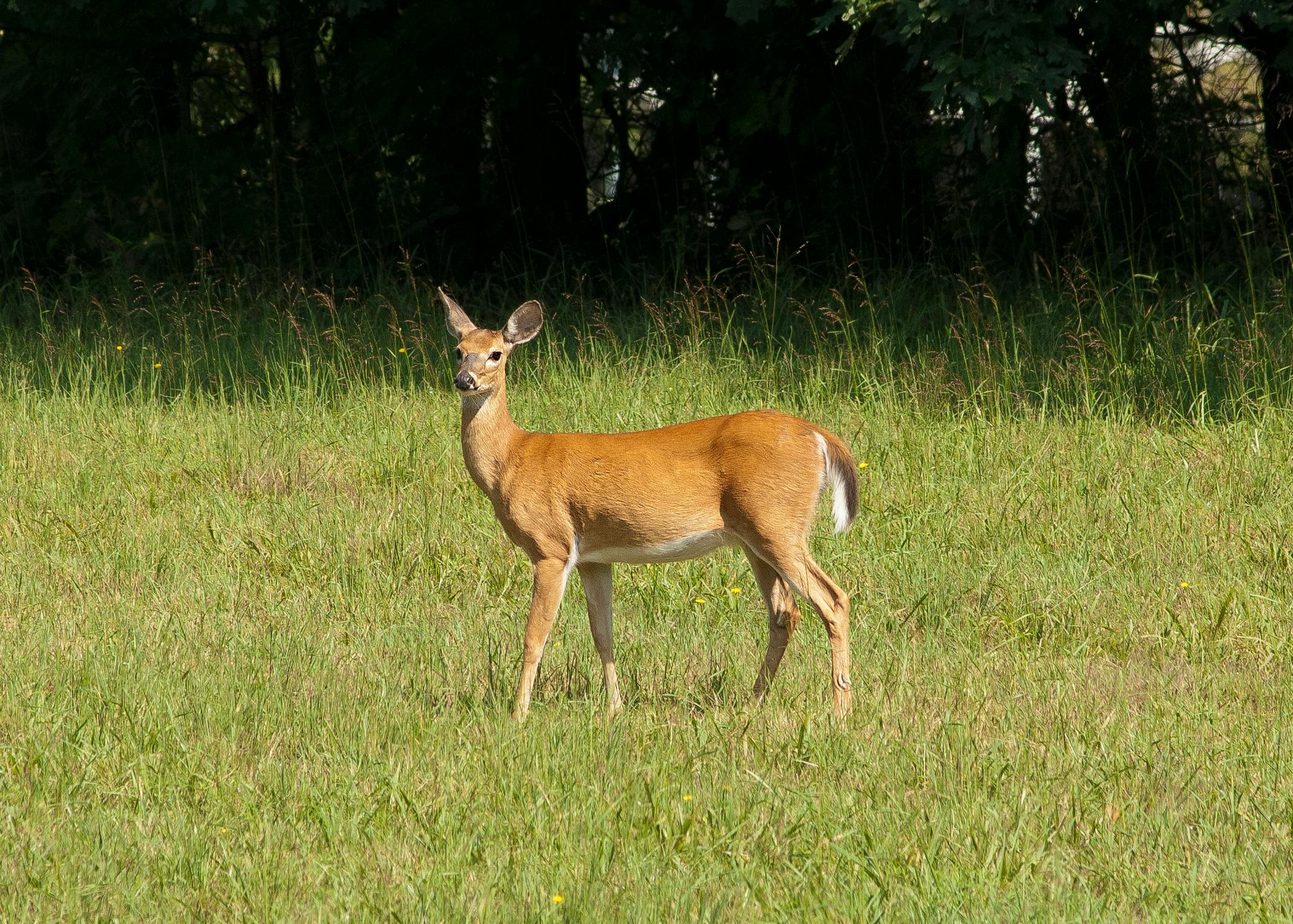 pexels-jim-fawns-231491-756758