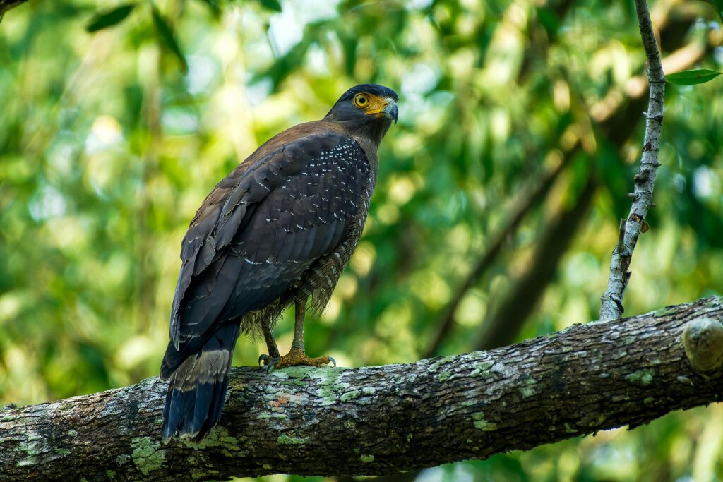 3 Nights 4 Days Sundarban Tour Package 66